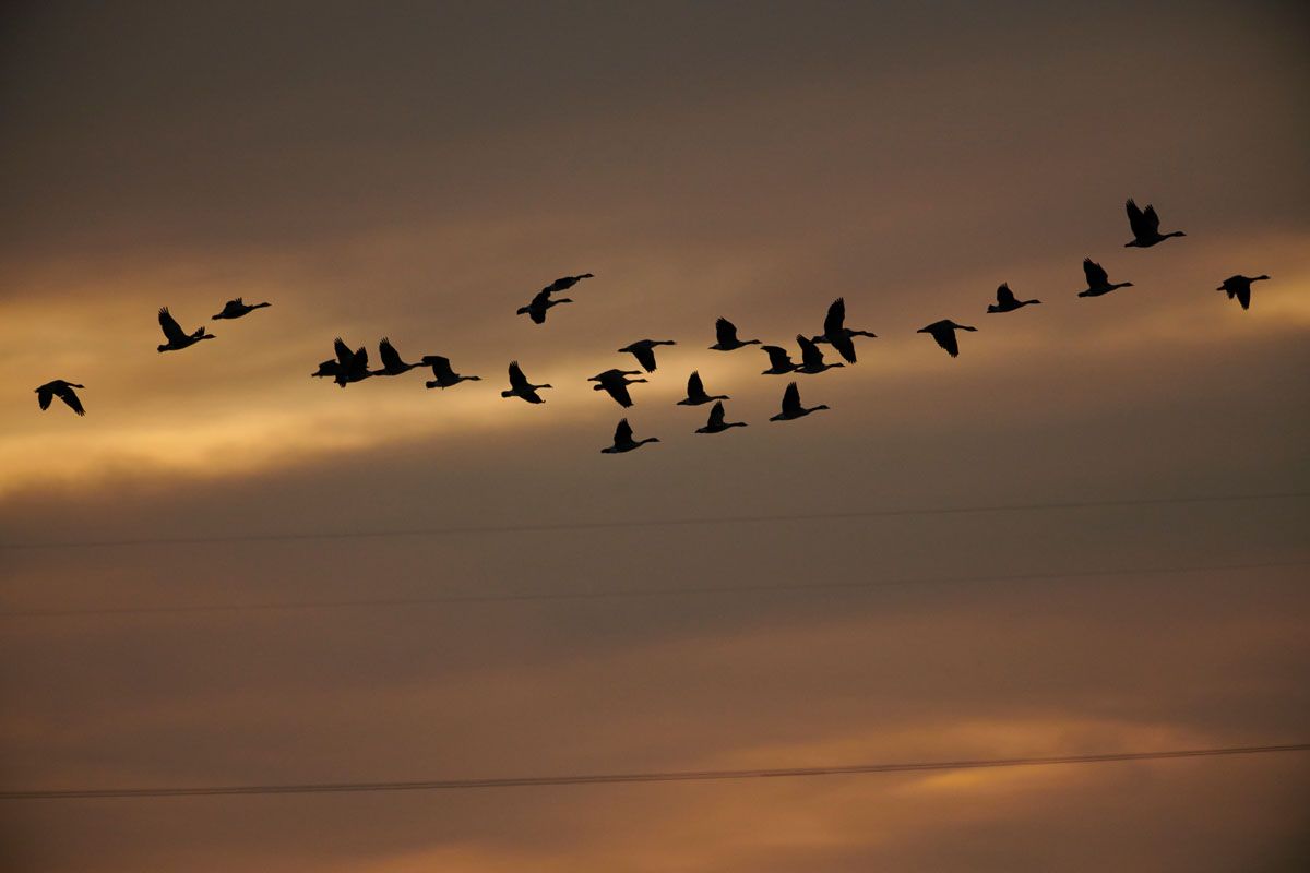 Flock of Canada geese (Branta canadensis) silhouetted  against the rising sun, Ralph Klein Park, Calgary, Alberta, Canada