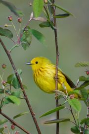 Yellow warbler (dendroica petechia) perched at top of tree Broad Cove, Nova Scotia, Canada,