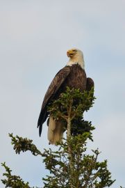 Bald eagle (haliaeetus leucocephalus) perched at the top of a fir tree,  Petite Riviere, Nova Scotia, Canada,