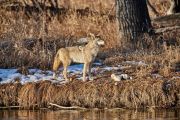 Coyote (Canis latrans), Calgary, Alberta, Canada