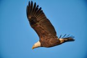 Bald eagle (Haliaeetus leucocephalus) in flight, Calgary, Carburn Park, Alberta, Canada