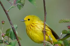Yellow warbler (dendroica petechia) perched at top of tree Broad Cove, Nova Scotia, Canada,
