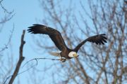 Bald eagle (Haliaeetus leucocephalus) delivers nest material, Calgary, Carburn Park, Alberta, Canada