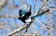 Black-billed magpie (Pica pica) takes off from a tree, Inglewood Bird Sanctuary, Calgary, Alberta, Canada