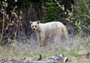 Very rare white mutation of American black bear (Ursus americanus), Spary Lakes Provincial Park, Kananaskis Country, Alberta, . This genetic mutation from a recessive gene prevents the bear producing melanin