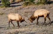 Two young Bull Elk (Red deer) (Wapiti), (Cervus elaphus) battling for dominance on a fall morning, Minnewanka loop, Banff National Park, Alberta, Canada,