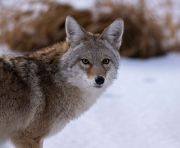 Coyote (Canis latrans), Vermillion Lakes, Banff National Park, Alberta, Canada
