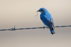 Mountain bluebird (Sialia currucoides), perched on wire, Near Priddis, West of Calgary, Alberta, Canada,