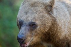 Cinnamon coated American black bear (Ursus americanus), Spray Lakes Provincial Park, Kananaskis Country, Alberta, Canada .
