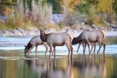 Elk (Red deer) (Wapiti) (Cervus elaphus) crossing the Bow River, Canmore, Alberta, Canada,