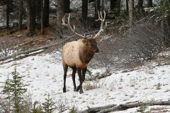 Bull Elk (Wapiti), (Cervus canadensis) Minnewanka loop, Banff National Park, Alberta, Canada