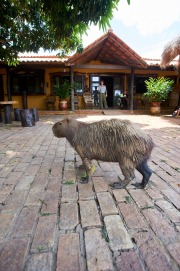 Capybara (Hydrochoerus hydrochaeris) at Araras lodge, Araras Ecolodge,  Mato Grosso, Brazil (Photo: Peter Llewellyn)