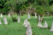 Termite mounds, Araras Ecolodge,  Mato Grosso, Brazil (Photo: Peter Llewellyn)