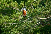 Ringed Kingfisher (Ceryle torquatus), Araras Ecolodge, Mato Grosso, Brazil (Photo: Peter Llewellyn)
