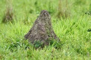 Termite Mounds, Araras Ecolodge,  Mato Grosso, Brazil