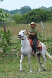 Pantaneiro Cowboy riding, The Pantanal, Mato Grosso, Brazil