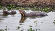 Giant River Otter (Pteronura brasiliensis),  The Pantanal, Mato Grosso, Brazil
