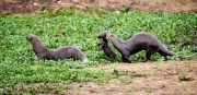 Giant River Otter (Pteronura brasiliensis) mother carries baby to safety,  The Pantanal, Mato Grosso, Brazil
