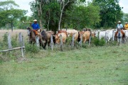 Pantaneiro cowboys collecting cattle, The Pantanal, Mato Grosso, Brazil