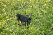 Black Howler Monkey (Alouatta caraya) male, The Pantanal, Mato Grosso, Brazil Photo by: Peter Llewellyn