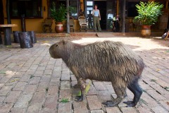 Capybara (Hydrochoerus hydrochaeris) at Araras lodge, Araras Ecolodge, Mato Grosso, Brazil (Photo: Peter Llewellyn)