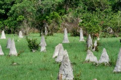 Termite mounds, Araras Ecolodge, Mato Grosso, Brazil (Photo: Peter Llewellyn)