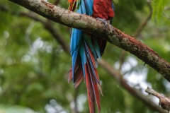 Red and Green Macaw (Ara chloroptera) perched in tree, Jardim da Amazonia Lodge, Mato Grosso, Brazil Photo by: Peter Llewellyn
