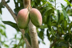 Mango Fruits on tree, Nortes, Mato Grosso, Brazil