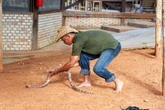 Guide picks up Red-tailed Boa (Boa constrictor), Jardim da Amazonia Lodge, Mato Grosso, Brazil Photo by: Peter Llewellyn