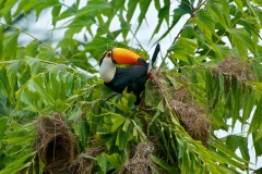 Toco Toucan (Ramphastos Toco) attacking nests ,  Jardim d' Amazonia Ecolodge, Mato Grosso, Brazil