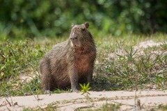 Capybara (Hydrochoerus hydrochaeris), Jardim d' Amazonia Ecolodge, Mato Grosso, Brazil