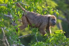 Black Howler Monkey (Alouatta caraya) female, The Pantanal, Mato Grosso, Brazil