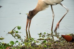 Wood Stork, (Mycteria americana), The Pantanal, Mato Grosso, Brazil