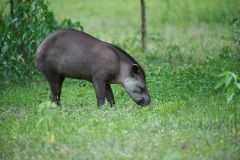 Brazilian Tapir (Tapirus terrestris) AKA South American Tapir, The Pantanal, Mato Grosso, Brazil Photo by: Peter Llewellyn