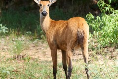 Marsh Deer, the Pantanal, Brazil
