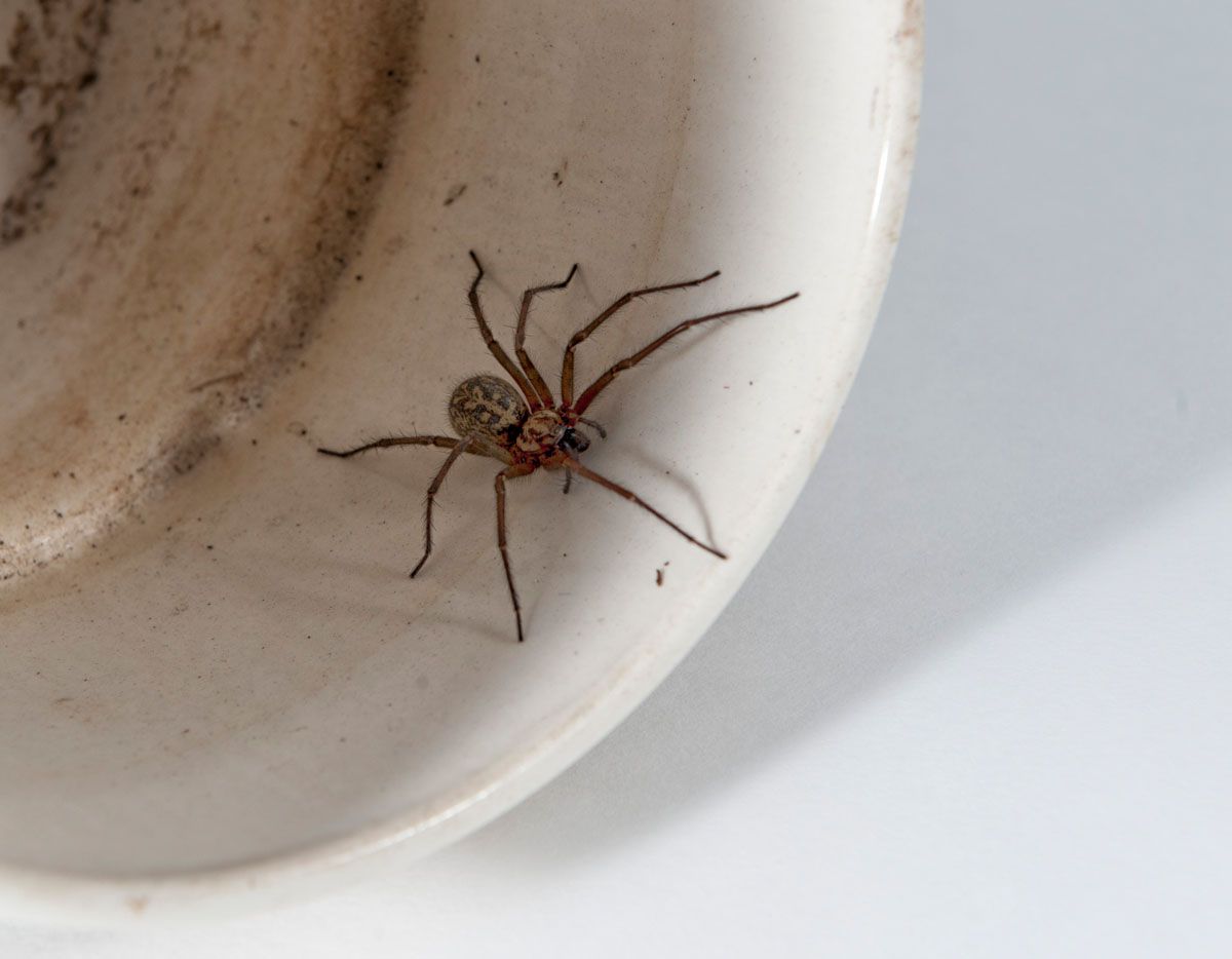 Hobo spider (Eratigena agrestis) inside a ceramic pot, British Columbia, Canada