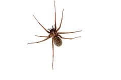 Hobo spider (Eratigena agrestis) against a white background, British Columbia, Canada