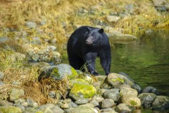 Black Bear (Ursus americanus), Thornton Creek, Ucluelet , British Columbia, Canada Black Bear (Ursus americanus), Thornton Creek, Ucluelet , British Columbia, Canada