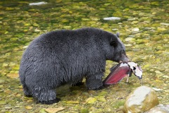 Black Bear (Ursus americanus) eating salmon, Thornton Fish Hatchery, Ucluelet, British Columbia, Canada