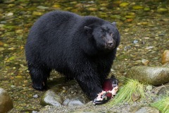 Black Bear (Ursus americanus) eating salmon, Thornton Fish Hatchery, Ucluelet, British Columbia, Canada