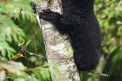 Black Bear (Ursus americanus) cub in tree, Thornton Fish Hatchery, Ucluelet, British Columbia, Canada