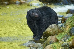 Black Bear (Ursus americanus), Thornton Fish Hatchery, Ucluelet, British Columbia, Canada