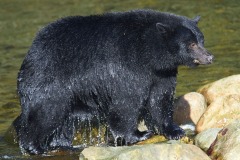 Black Bear (Ursus americanus), Thornton Fish Hatchery, Ucluelet, British Columbia, Canada