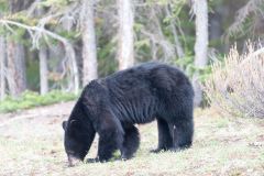 Young American black bear (Ursus americanus), Peter Lougheed Provincial Park, Kananaskis Country, Alberta, Canada