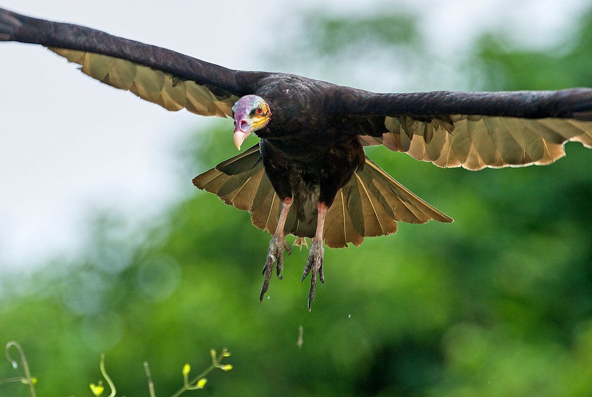 Lesser Yellow-headed Vulture (Cathartes burrovianus) , Araras Ecolodge, Mato Grosso, Brazil (Photo: Peter Llewellyn)