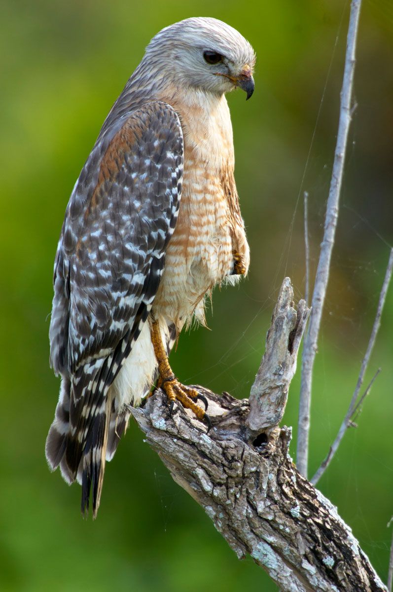Red-shouldered Hawk (Buteo lineatus) - Arthur R Marshall, National Wildlife Reserve, Loxahatchee, Florida, USA