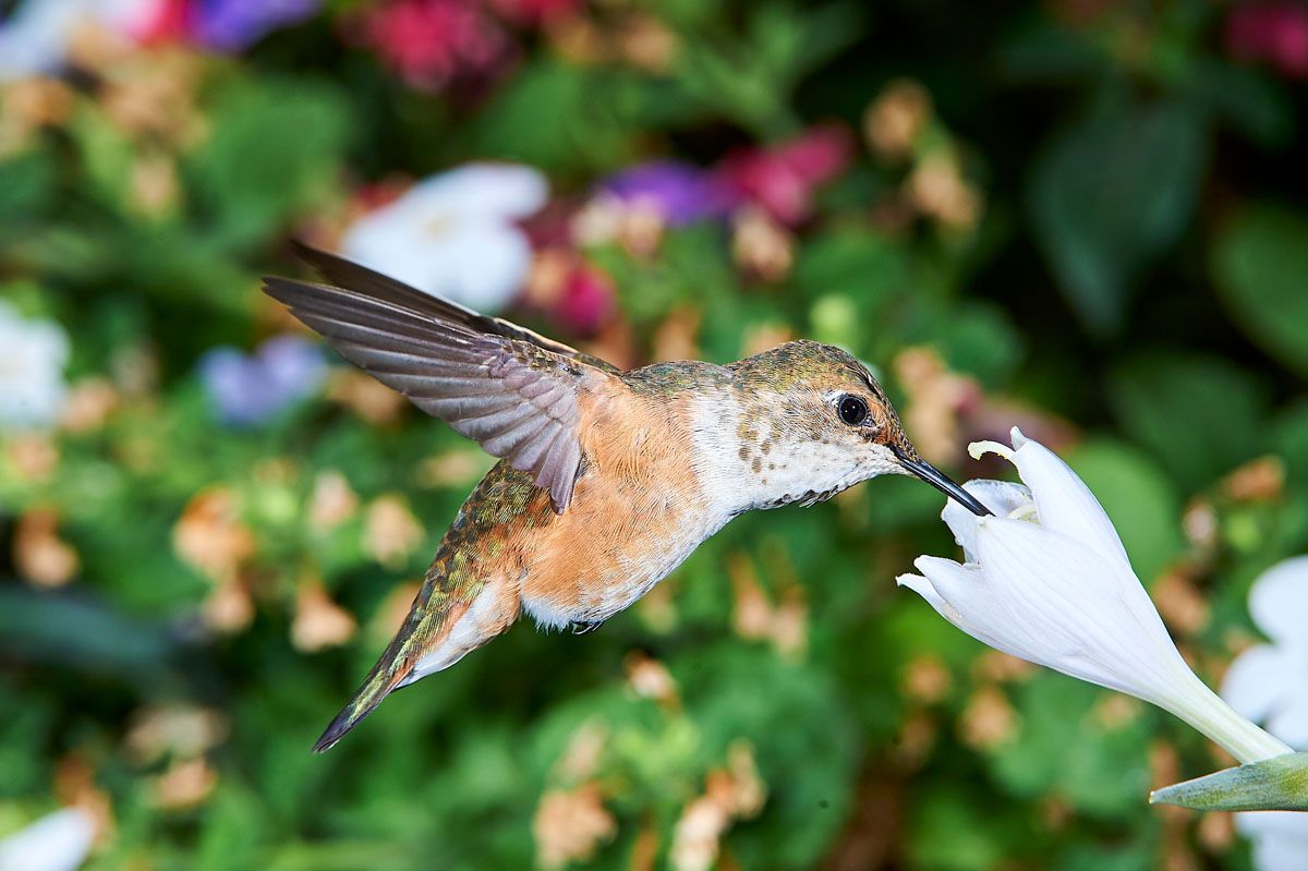 Female Rufous Hummingbird (Selasphorus rufus) in flight feeding on a Hosta flower