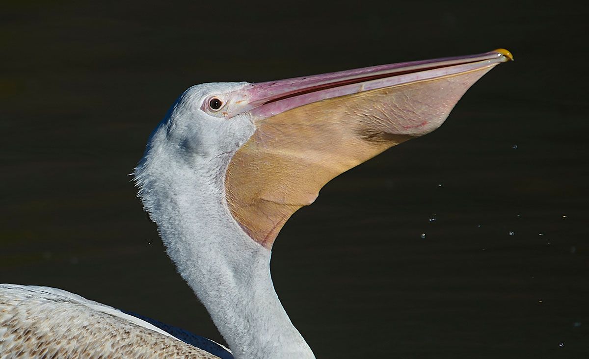 American White Pelican (Pelecanus erythrorhynchos) swimming, Lake Chapala, Jocotopec, Jalisco, Mexico