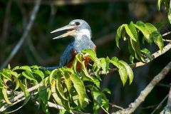 Ringed Kingfisher (Ceryle torquatus), Araras Ecolodge, Mato Grosso, Brazil (Photo: Peter Llewellyn)