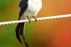 Fork-tailed Flycatcher (Tyrannus savana), Mangueiras Ranch, Bairro da Ponte Nova, Sao Paulo, Brazil (Photo: Peter Llewellyn)
